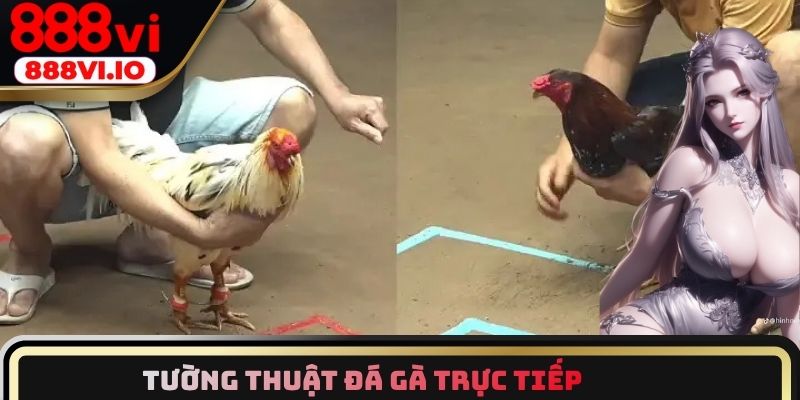 Tường thuật Đá gà trực tiếp